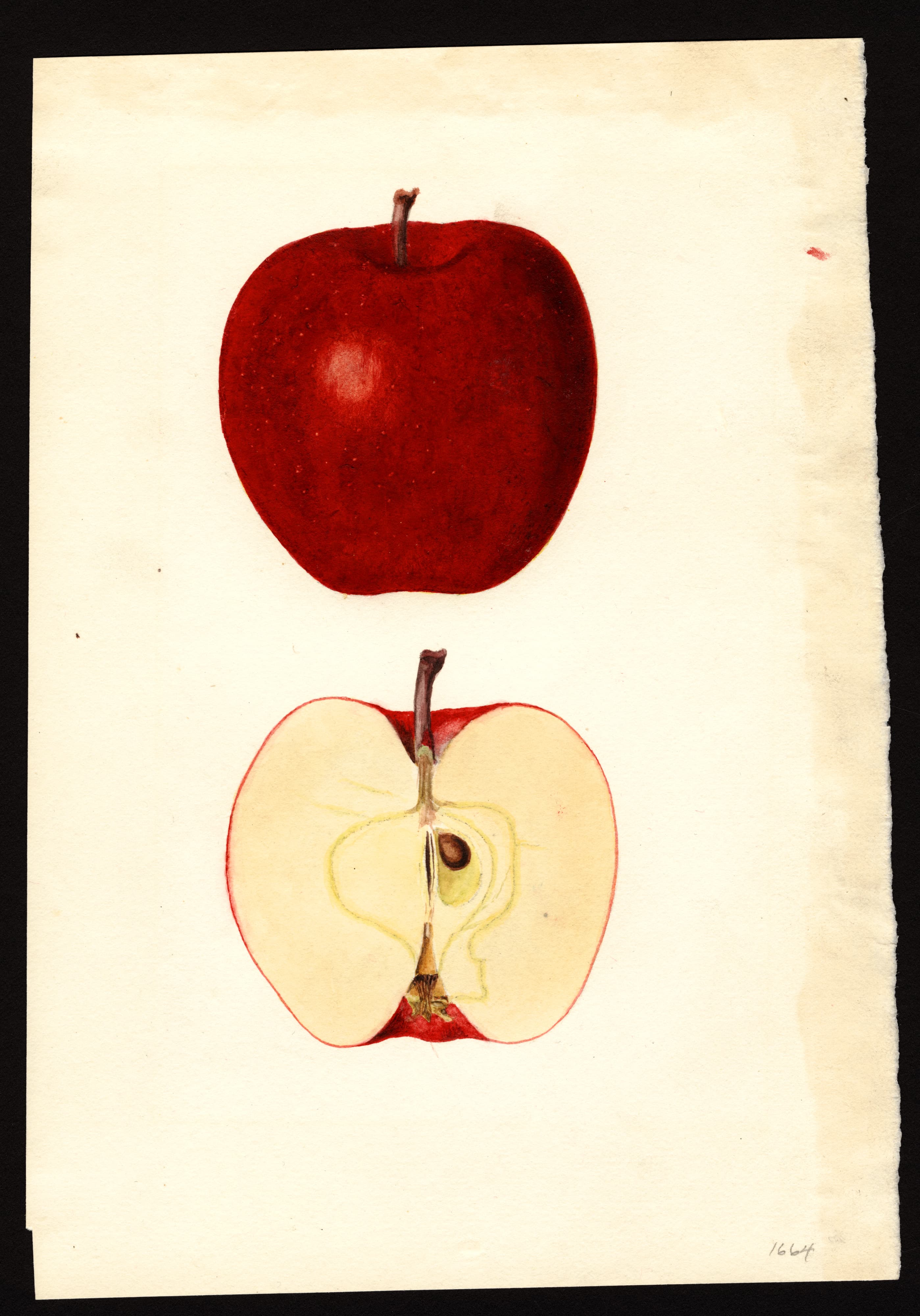 Malus domestica: Richard