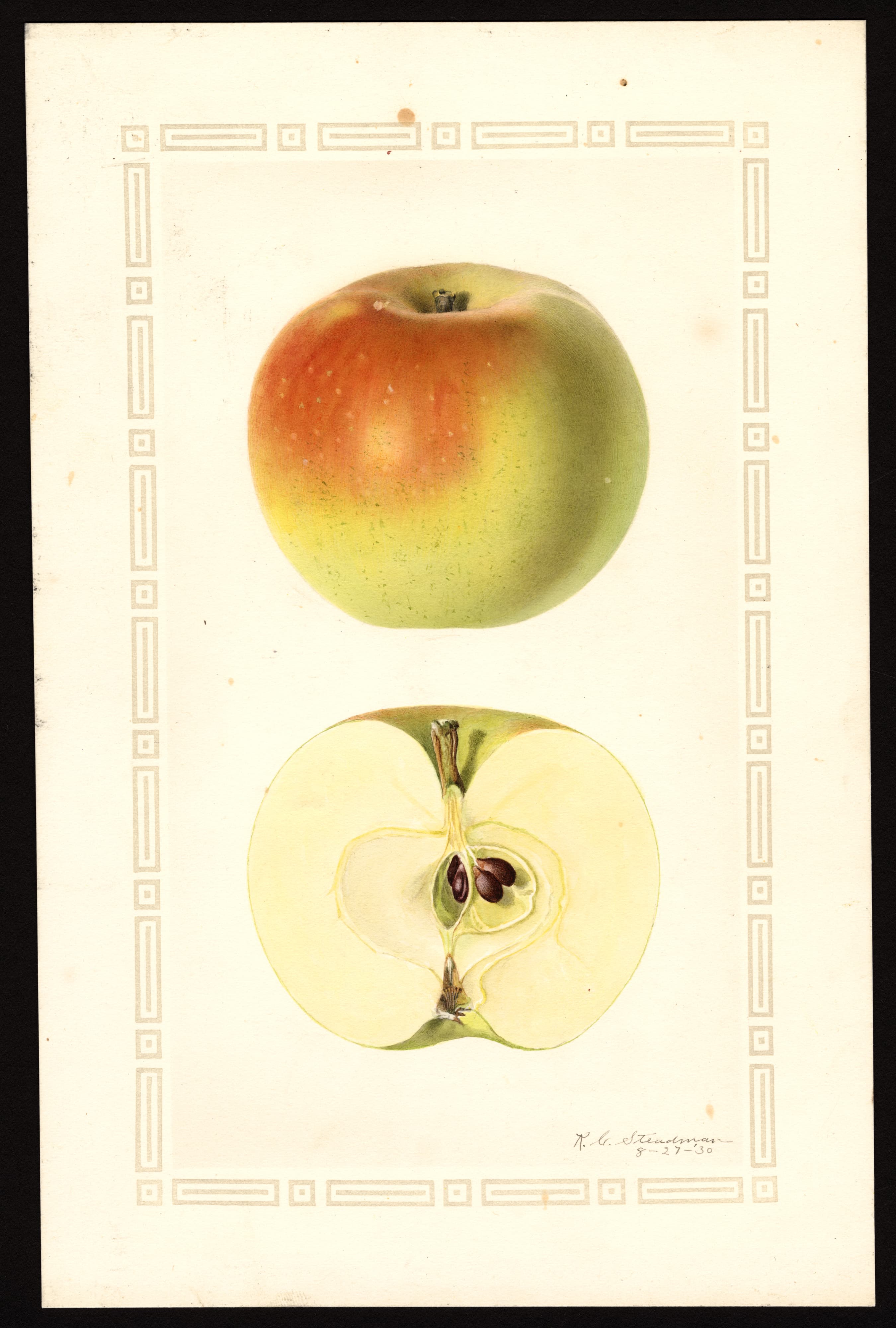 Malus domestica: Starr