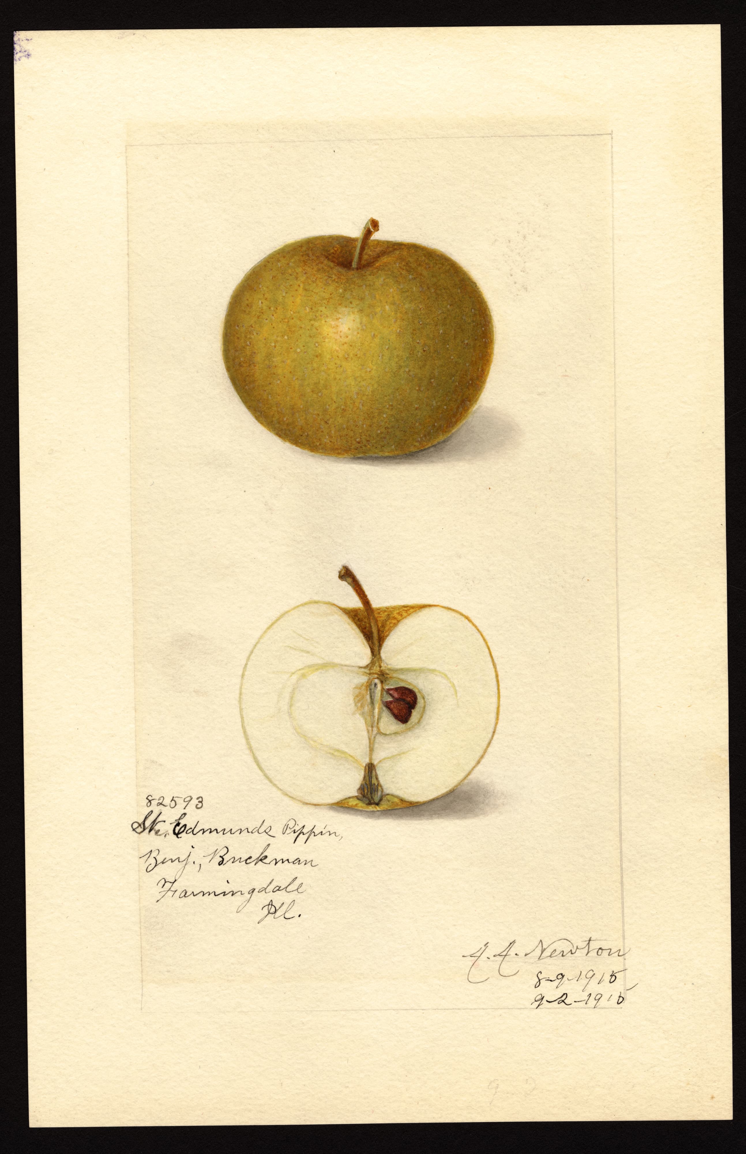 Malus domestica: St. Edmunds Pippin