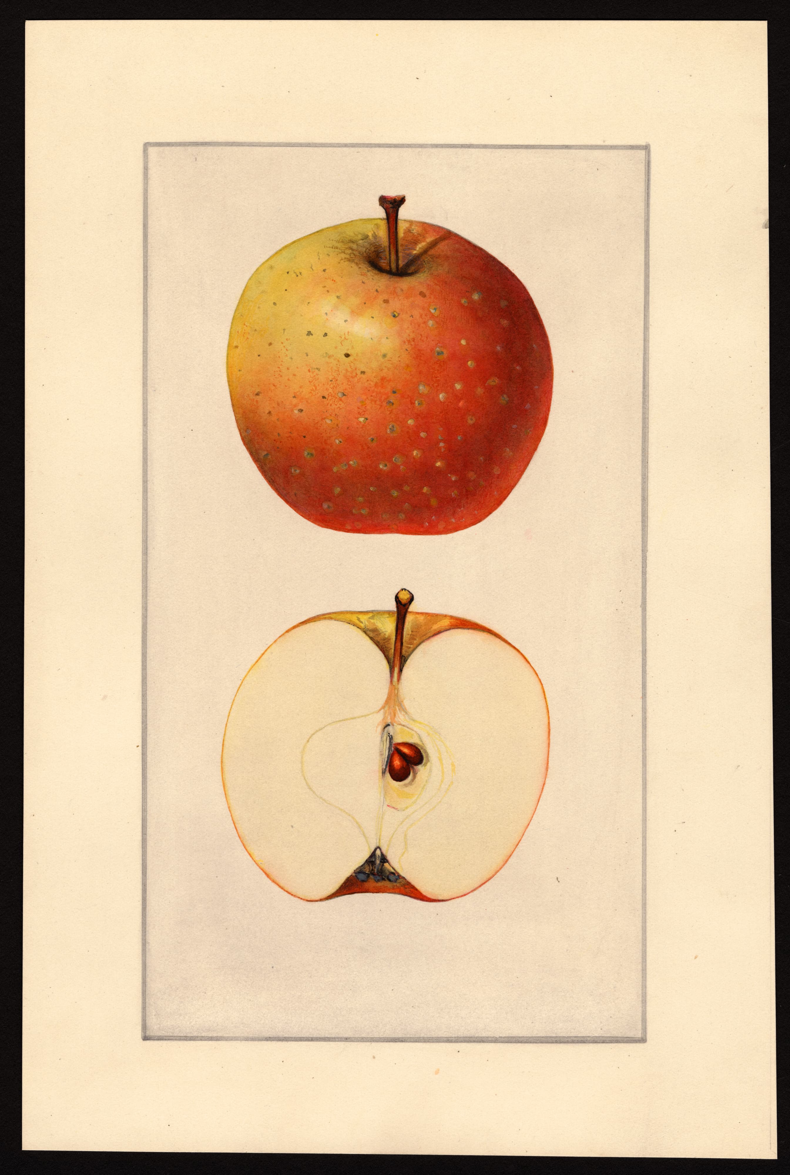 Malus domestica: Summer Pearmain