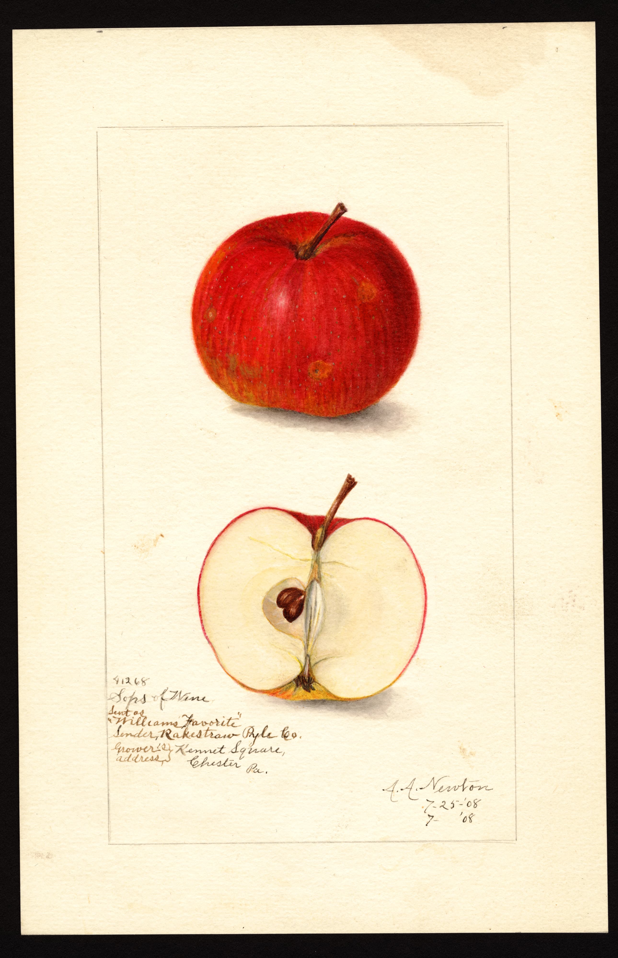 Malus domestica: Sops of Wine