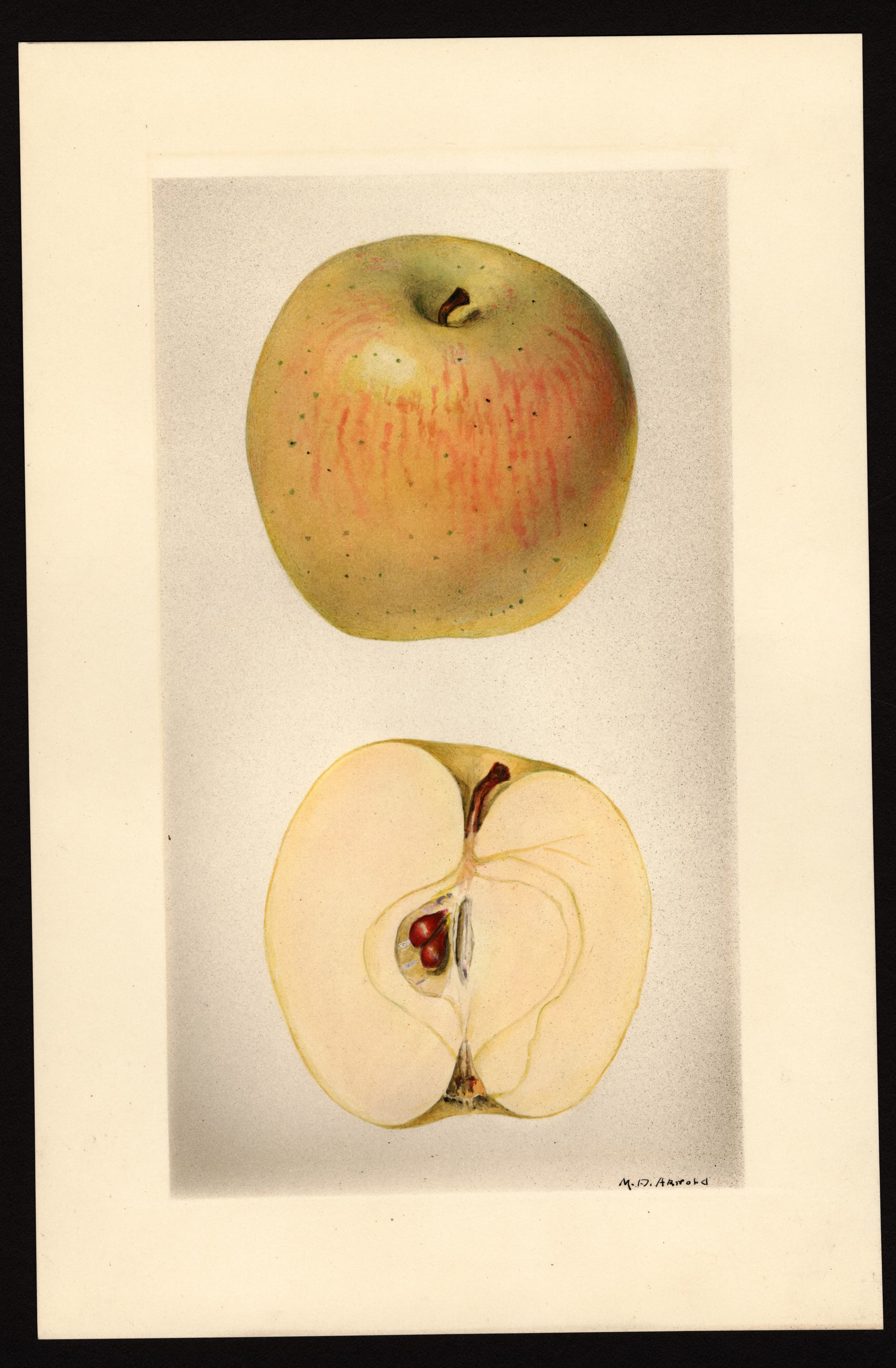 Malus domestica: Summer Bellflower