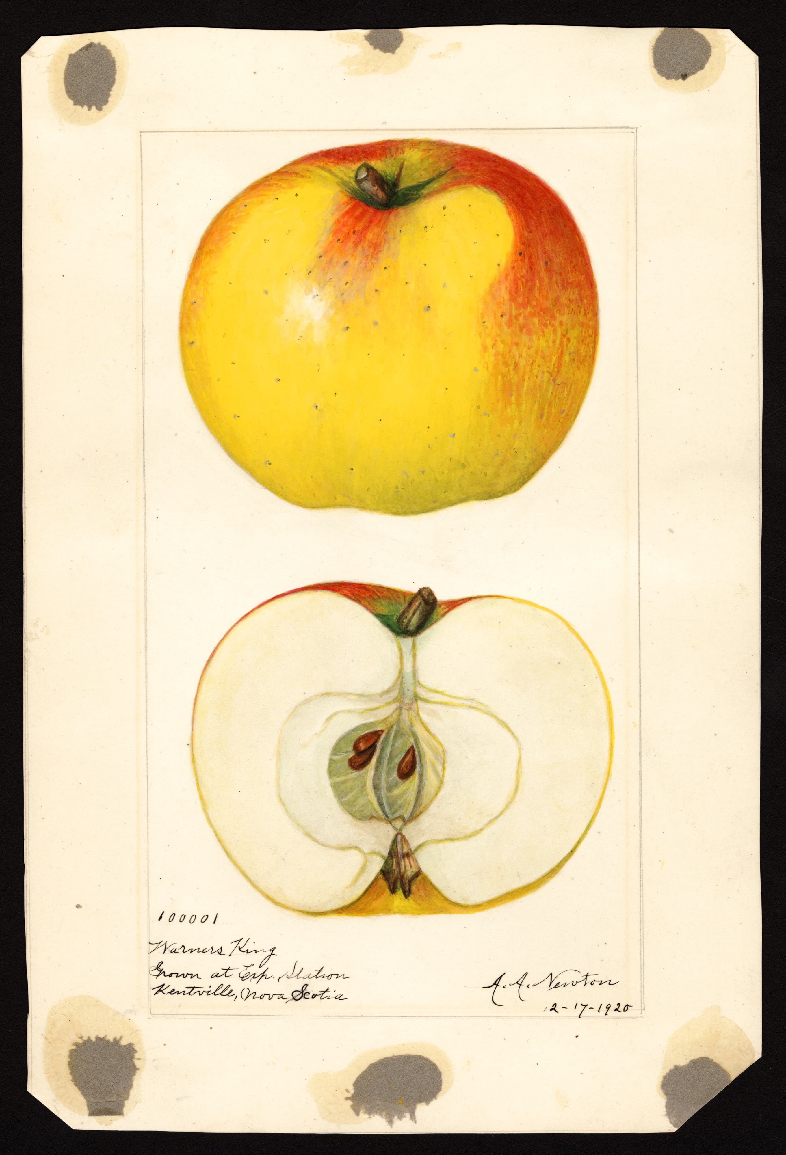 Malus domestica: Warners King