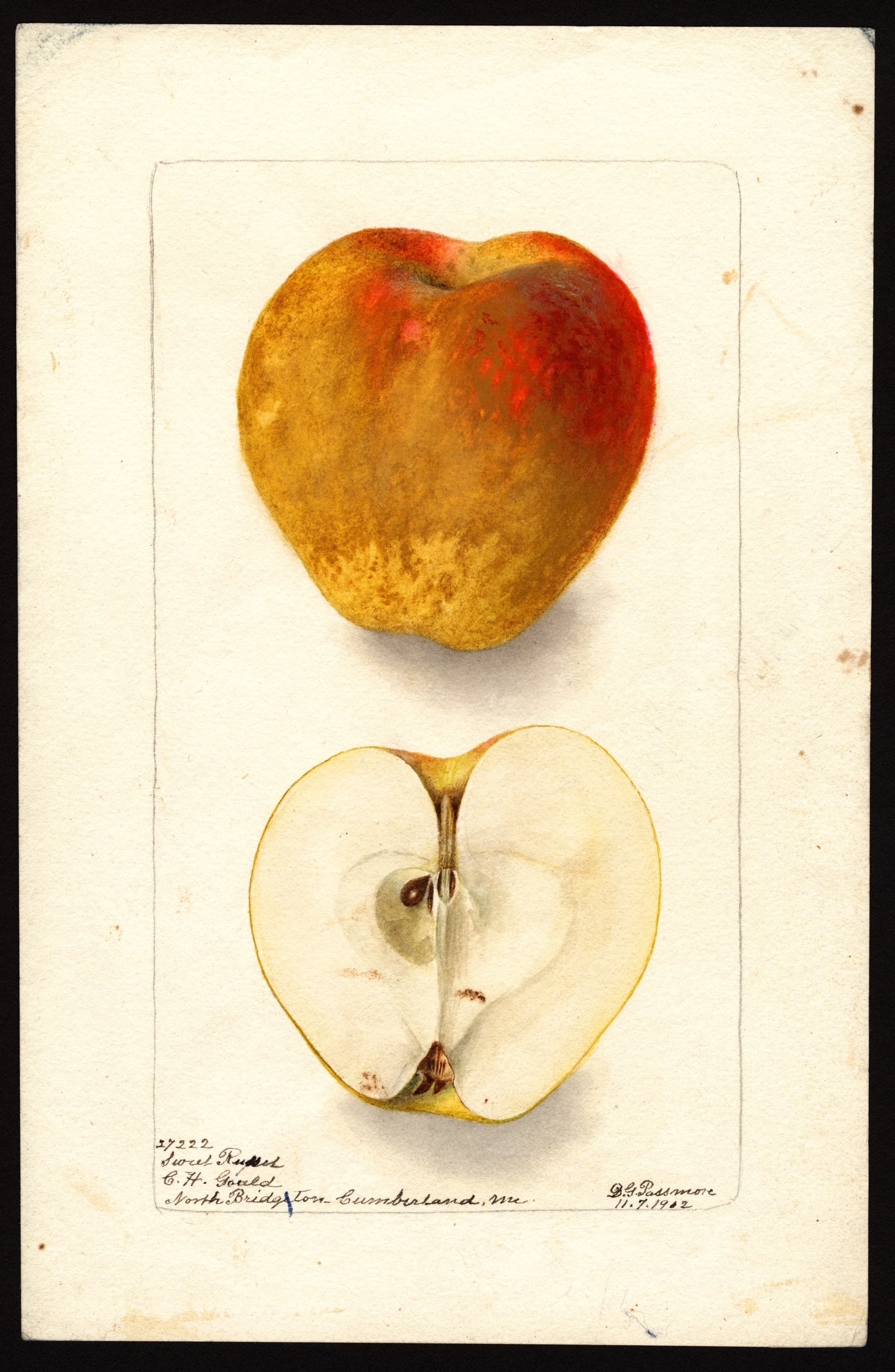 Malus domestica: Sweet Russet