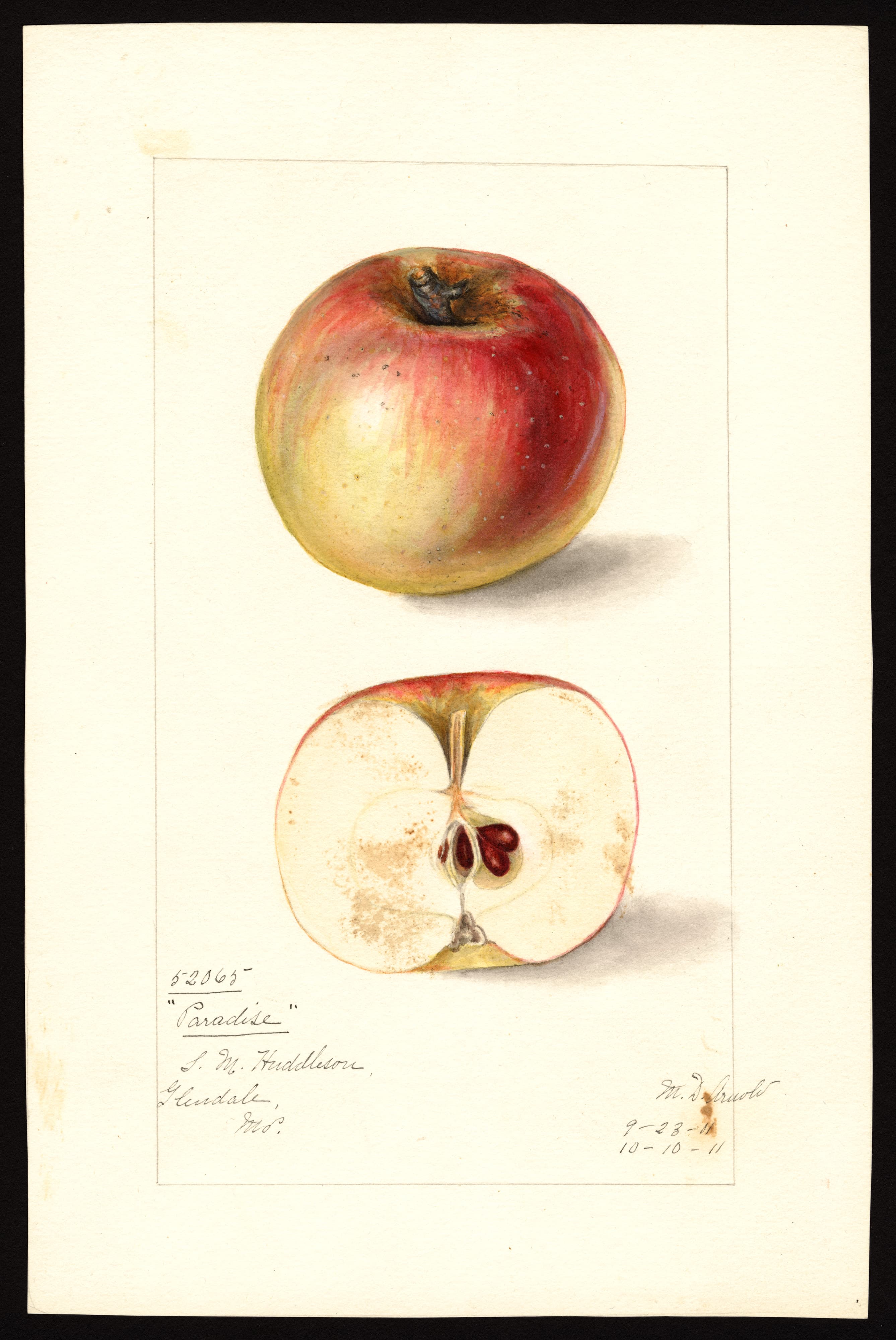 Malus domestica: Paradise