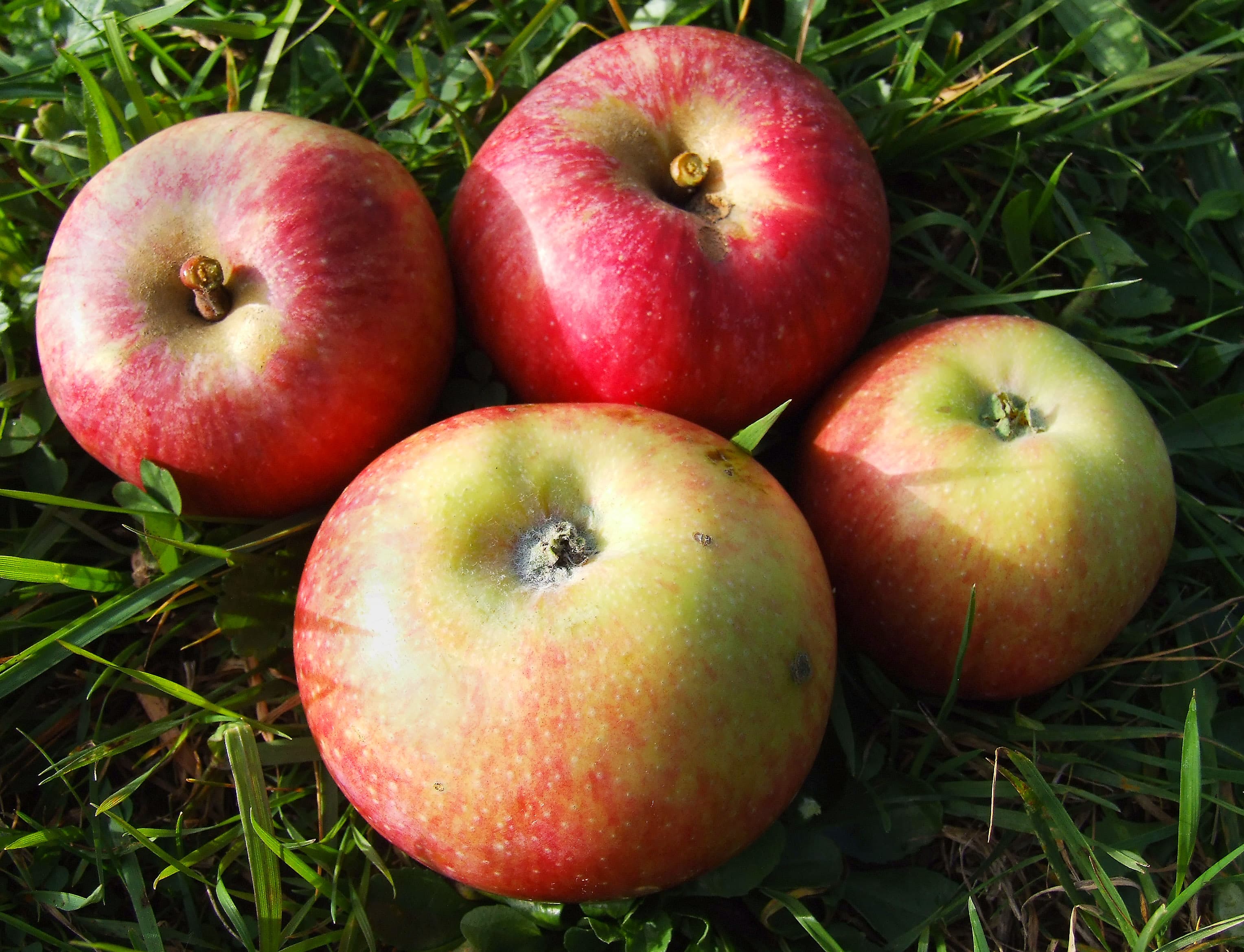 Jakob Fischer apple