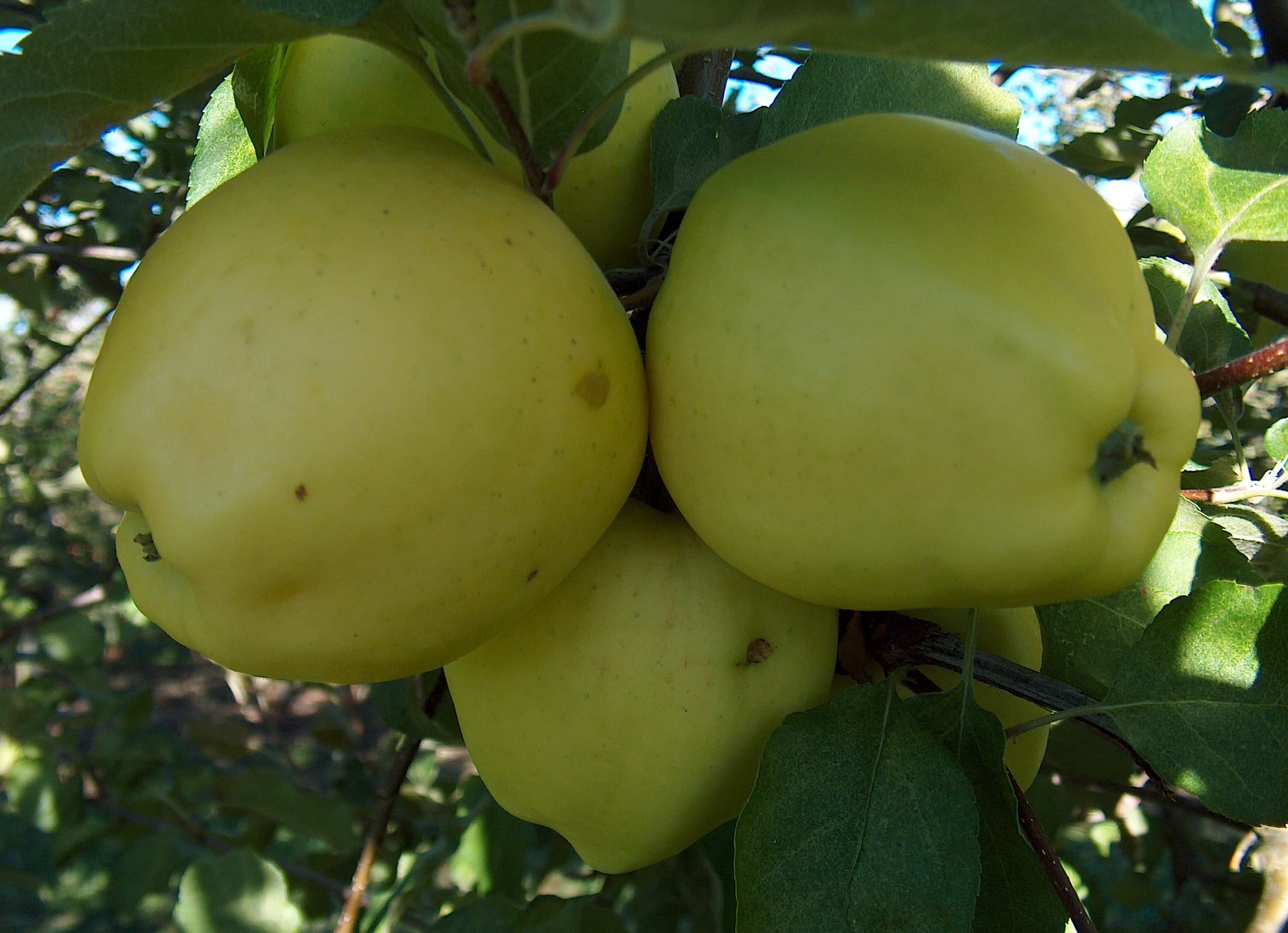 Ginger Gold apple
