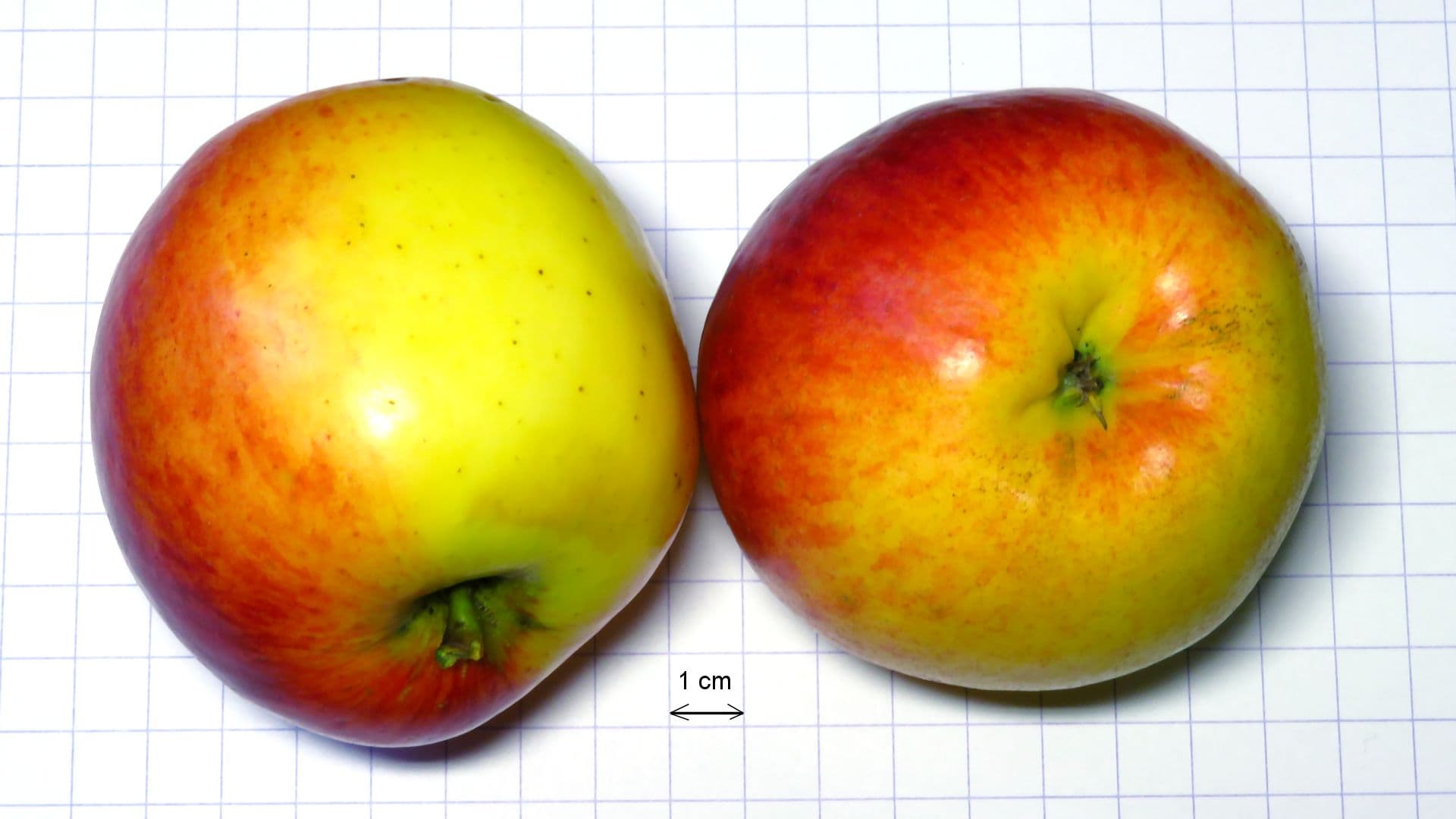 REBELLA apple