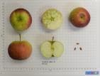 Pohorka apple
