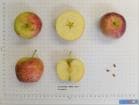 Frostbite apple