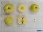 Macfree apple