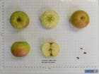 Muscadet de Dieppe apple