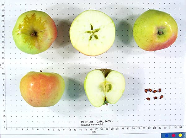 Claudius Herbstapfel apple