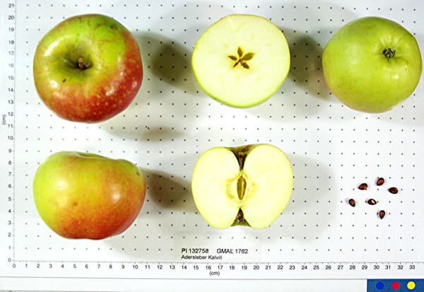 Adersleber Kalvill apple