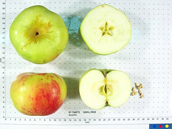 Surprise apple