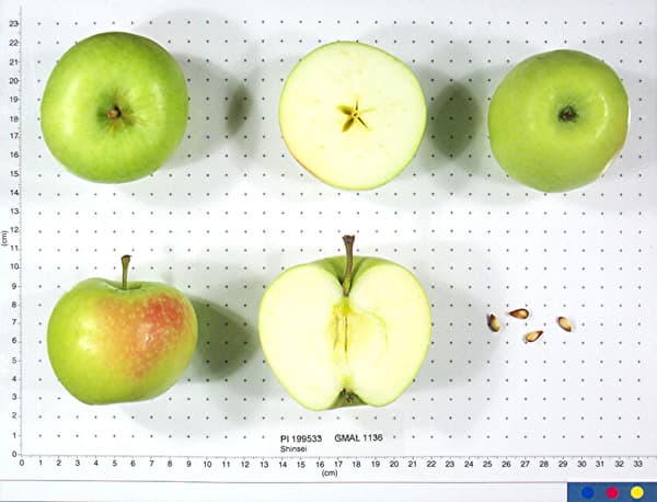 Shinsei apple