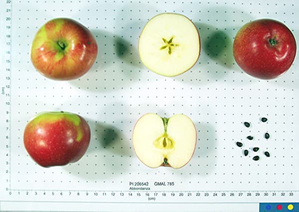 Abbondanza apple