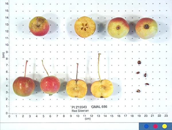 Red Siberian apple