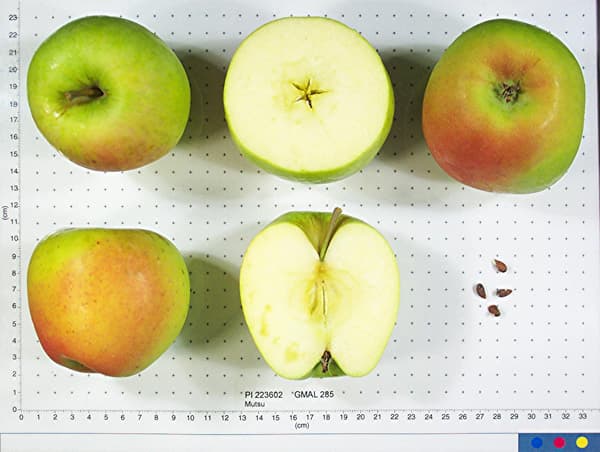 Mutsu apple