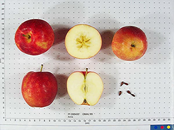Anna apple
