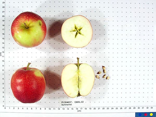 Summerred apple