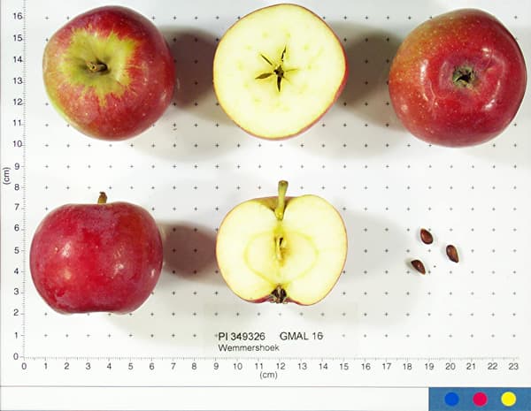 Wemmershoek apple