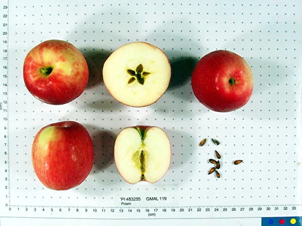 Priam apple