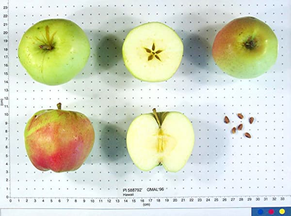 Hawaii apple