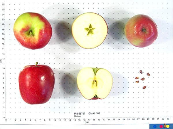 Delcon apple