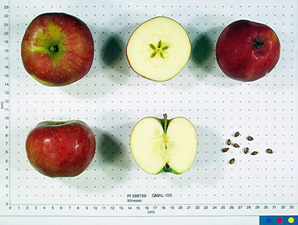 Winesap apple