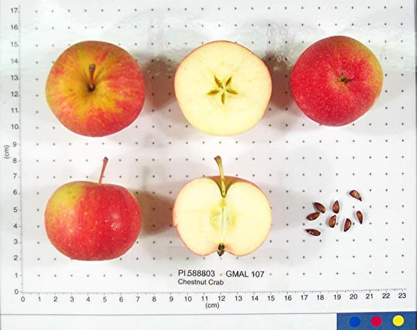 Chestnut Crab apple