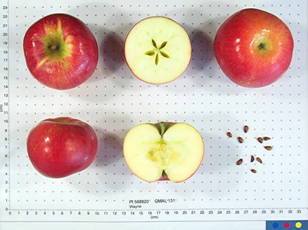Wayne apple