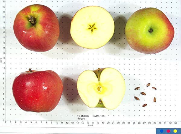 Spigold apple