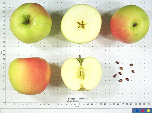 Winter Banana apple