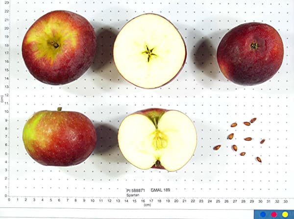 Spartan apple