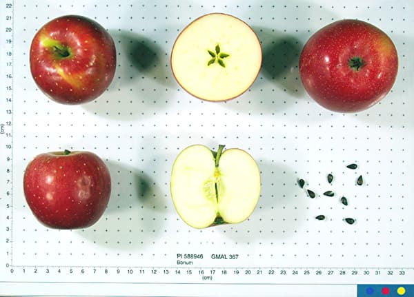 Bonum apple