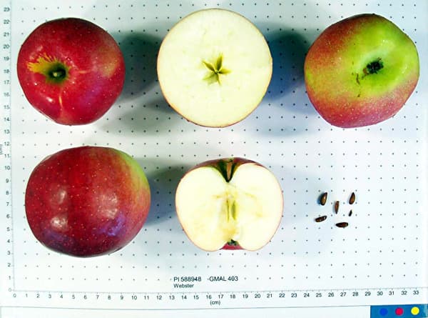 Webster apple