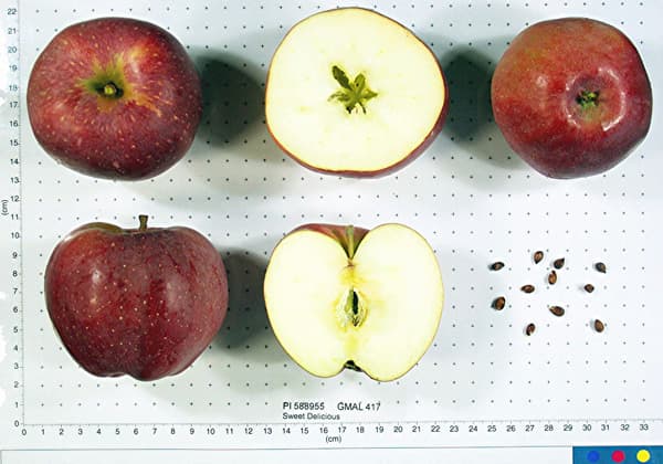 Sweet Delicious apple