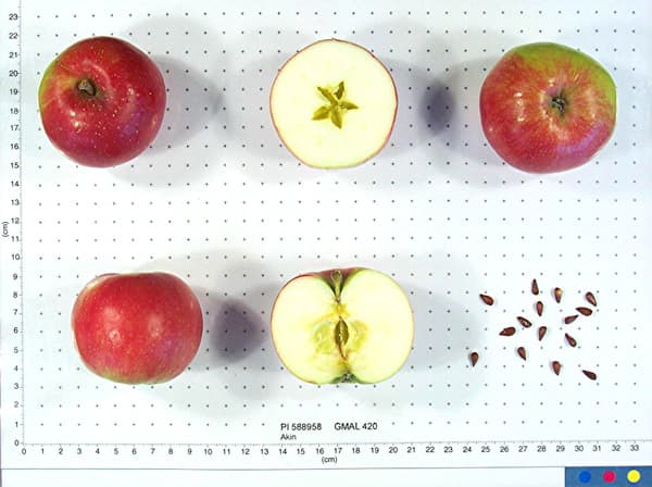Akin apple