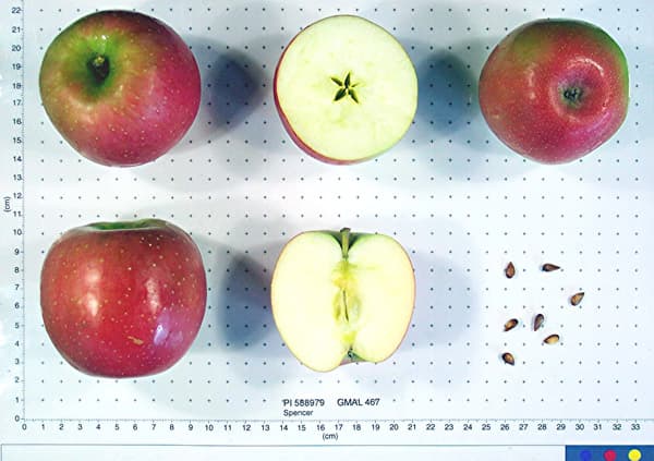 Spencer apple