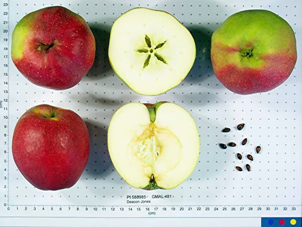 Deacon Jones apple