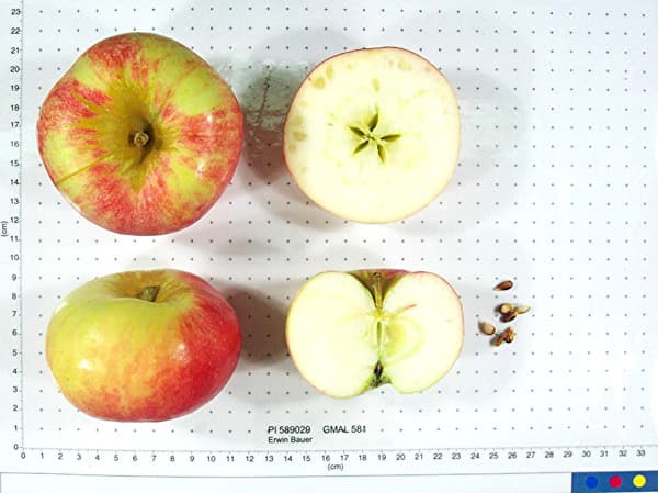 Erwin Bauer apple