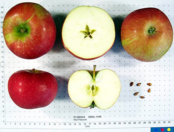 Gallia Beauty apple
