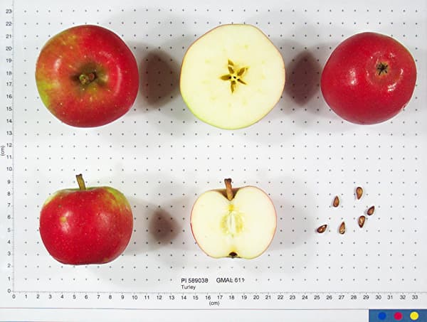 Turley apple