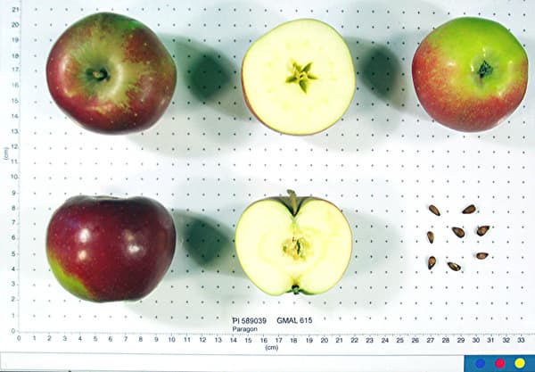 Paragon apple