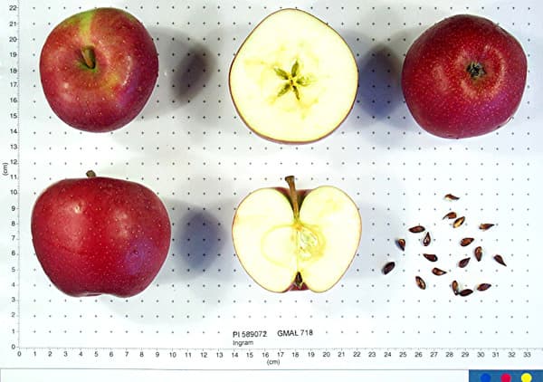 Ingram apple