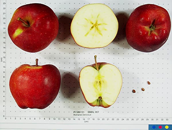 Richared Delicious apple