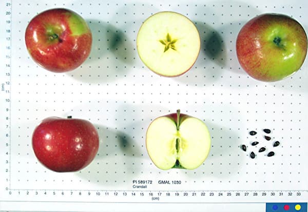 Crandall apple