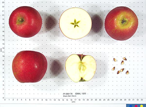 Black Ben Davis apple