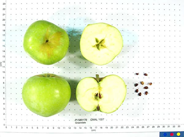 Greendale apple